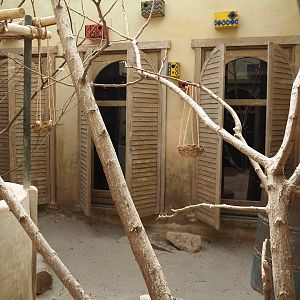 Serenga - Black-cheeked lovebird and Harlequin quail aviary inside Momma's Restaurant, 2024-06-23