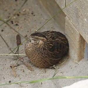 Serenga - Harlequin quail (Coturnix delegorguei), 2024-06-23