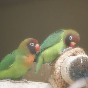 Serenga - Black-cheeked lovebirds (Agapornis nigrigenis), 2024-06-23