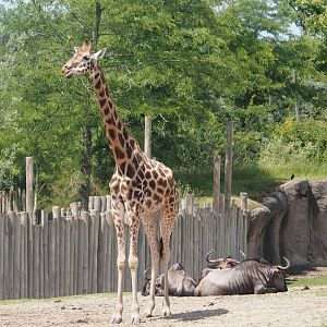 Serenga - Rothschild's giraffe (Giraffa camelopardalis rothschildi), 2024-06-23