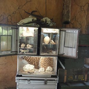 Serenga - Kifaru Ranger Station - Display of animal materials, 2024-06-23