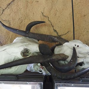 Serenga - Kifaru Ranger Station - Wildebeest and Waterbuck skulls, 2024-06-23