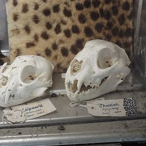 Serenga - Kifaru Ranger Station - Leopard and cheetah skulls, 2024-06-23