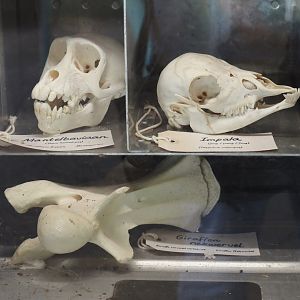 Serenga - Kifaru Ranger Station - Hamadryas baboon and impala skulls and giraffe cervical vertebra, 2024-06-23