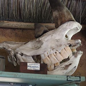 Serenga - Kifaru Ranger Station - White rhinoceros skull, 2024-06-23