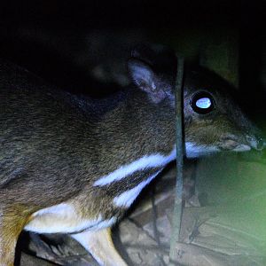 Lesser Mousedeer ~ Old Upper Thomson Road