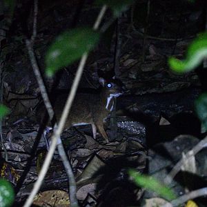 Lesser Mousedeer ~ Old Upper Thomson Road