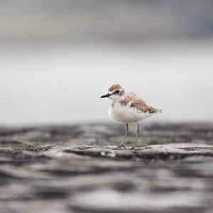 Greater Sand Plover ~ Marina East Drive