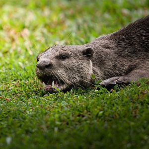 Smooth Coated Otter ~ Singapore Botanic Gardens