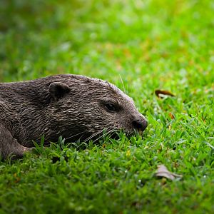Smooth Coated Otter ~ Singapore Botanic Gardens