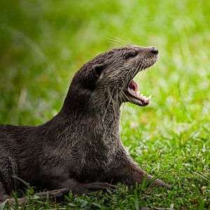 Smooth Coated Otter ~ Singapore Botanic Gardens