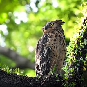 Buffy Fish Owl ~ Pasir Ris Park