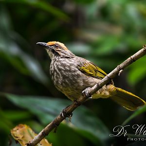 Straw Headed Bulbul ~ Dairy Farm Nature Park