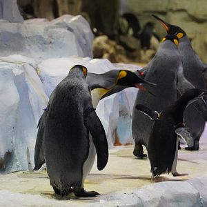 King Penguin Harassing Chinstrap