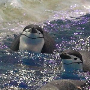Chinstrap Penguins