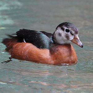 African Pygmy Goose