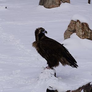 Cinerous Vulture