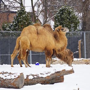 Domestic Bactrian Camels