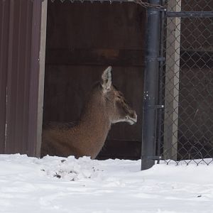 White Lipped Deer & Bactrian Deer Hybrid