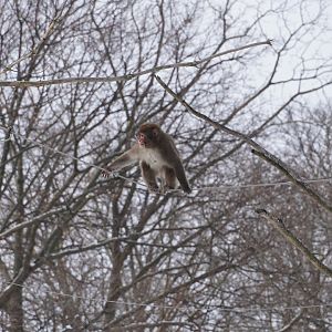 Japanese Macaque with stick