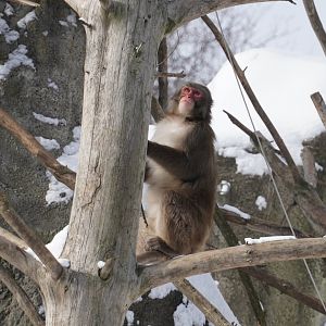 Japanese Macaque