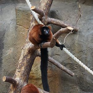 Red Ruffed lemur