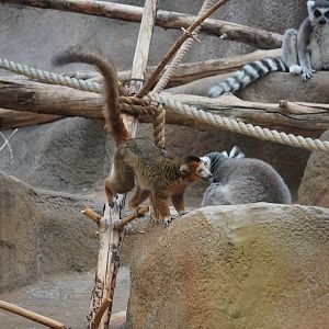 Crowned and Ring-Tailed Lemurs