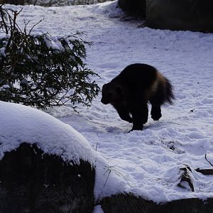 Wolverine Running