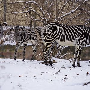Grevy's Zebras