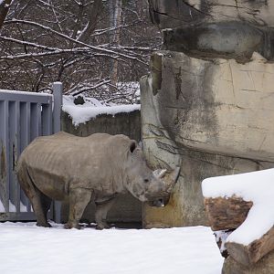 Southern White Rhino