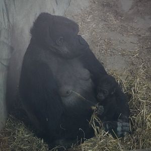 Western Lowland Gorilla with baby