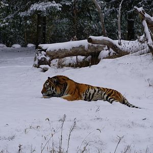 Amur Tiger