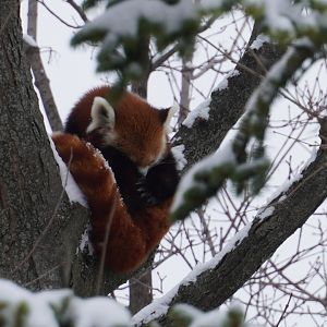 Red Panda