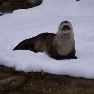 River Otter eating snow