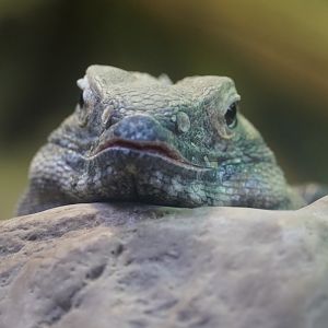 Sonoran Spiny-Tailed Iguana "Henry"