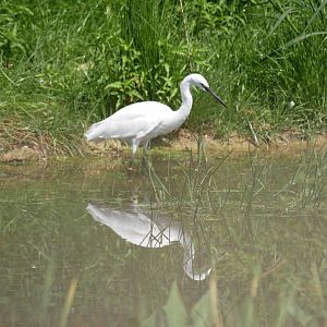 Little egret (Egretta garzetta)