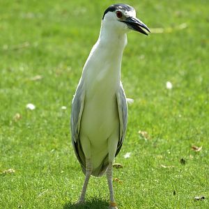 Black-crowned night heron (Nycticorax nycticorax)
