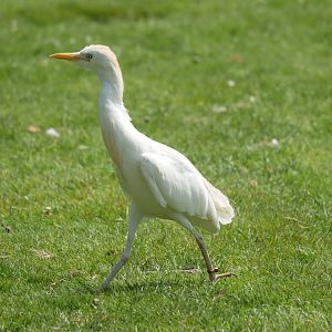 Western cattle egret (Ardea ibis)