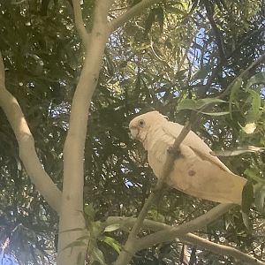 Little Corella