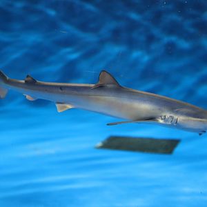 Blue Shark (Prionace glauca)
