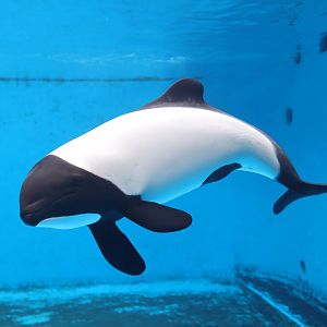 Commerson's Dolphin (Cephalorhynchus commersonii)