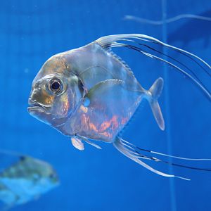 African Pompano (Alectis ciliaris)