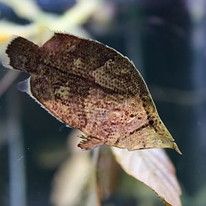 Leaffish (Monocirrhus polyacanthus)