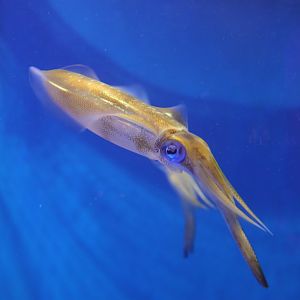 Bigfin Reef Squid (Sepioteuthis lessoniana)