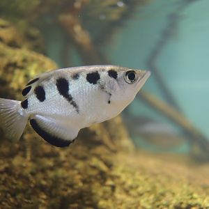 Spotted Archerfish (Toxotes chatareus)