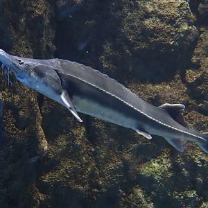 Siberian Sturgeon (Acipenser baerii)
