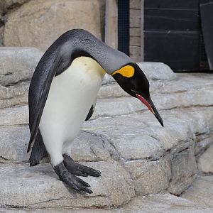 King Penguin (Aptenodytes patagonicus)