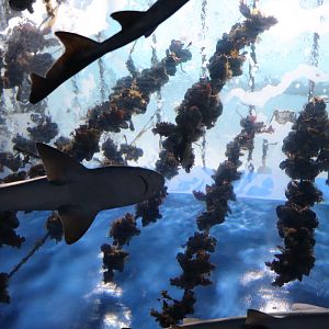 Sea Pineapple (Halocynthia roretzi)