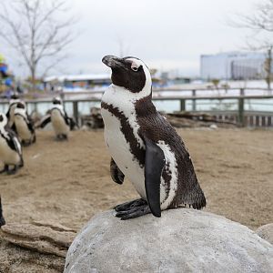 African Penguin (Spheniscus demersus)
