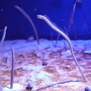 Whitespotted Garden Eel (Gorgasia maculata)